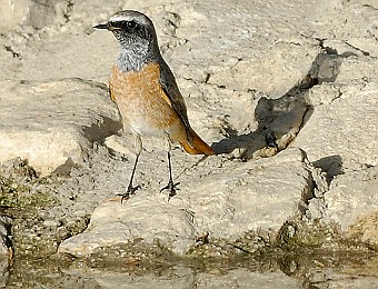 Animali 145